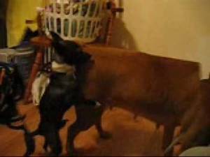 Goat Sex Girls Porn - SEXY BEAST DOG PORN