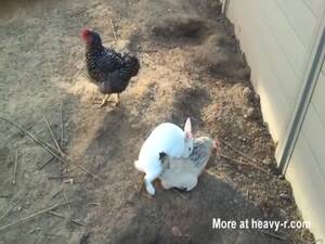 Baby Chicken Porn - Chicken Videos - Free Porn Videos