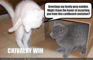 Cats Mating Porn - Have found cat porn on obscure site. Who films cats mating and then posts  it on the internet?