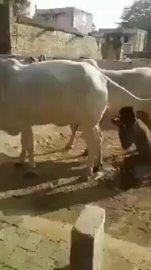 Buffalo Sex Porn - Men Sex a Cow And Buffalo