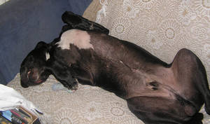 Doggie Porn - Doggie porn