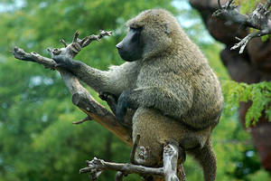 Baboon - Olive baboon porn - Olive baboon toronto zoo jpg 468x312