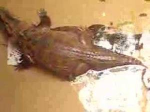 Alligator Mating Porn - Gator Porn