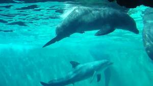 Gay Dolphin Porn - 