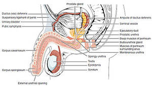 deep anal sex cross section - Lateral cross section of the penis.