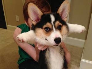 Corgi Porn - 