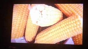 Corn Porn - Corn porn
