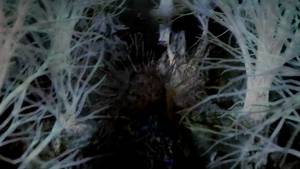 Having Sex With Biollante Godzilla - 