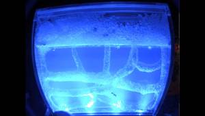 A.n.t. Farm Feet Porn - 