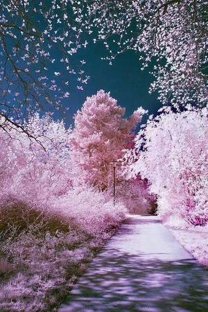 Jap Flower Porn - Japan. Sakura blossom. Earth porn