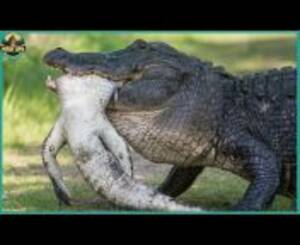 Alligator Mating Porn - alligator mating Videos - MyPornVid.fun