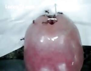 ants sucking dick - Ants bugs - Extreme Porn Video - LuxureTV