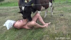 Cow Sucking Dick Porn - Mature man enjoys the cow licking his dick out in the grass