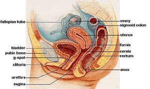 g spot squirt - G-spot: What is it, Where is it, & How to Orgasm