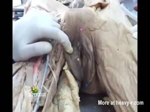 Dead Girl Pussy Porn - Teaching About Dead Pussy