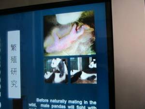 chengdu - PANDA PORN