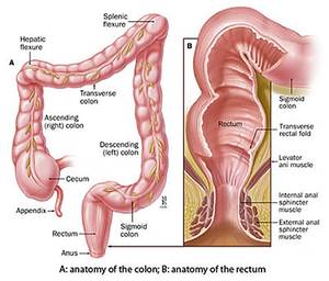 anal fisting procedures - ANATOMY OF THE COLON