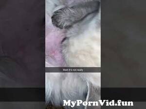 Cat Sucks Cock Porn - Puppy Sucking Dad Dog DðŸ†ck ðŸ˜‚ðŸ˜‚ || Dog funny shorts from cat suck penis  Watch Video - MyPornVid.fun