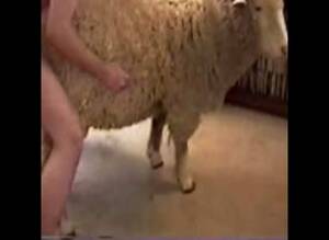 Mans Dick In Sheep Pussy - Post party sheep fuck - Zoo Porn Men, Zoophilia