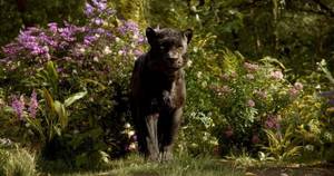 Mogley Jungle Book Porn - Verdict: The Jungle Book is a good example of simple but effective  story-telling.