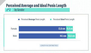 Average Size Penis - Penis Length