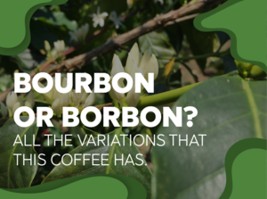 Debby Ryan Porn Blowjob - Bourbon Or Borbon? All the variations that this coffee has. - Forest Coffee