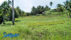 areeya shemale circumcised - Discover Siargao - Hotels Resorts Tours Properties Philippines| | FOR