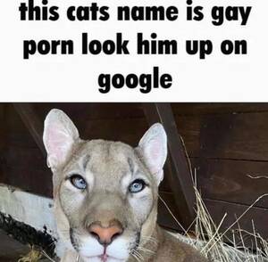 Gay Porn Cat - this cats name is gay porn look him up on google : r/AnarchyChess