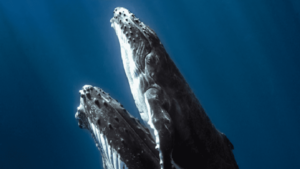 Hd Whale Porn - Help Save The Whales By Watching Porn | IFLScience