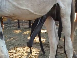 Big Donkey Dick Porn - Horny donkey with huge horny dripping cock - LuxureTV