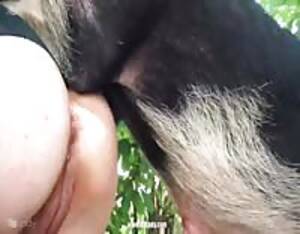 Having Sex With Pig Porn - Pig sex porn - Extreme Porn Video - LuxureTV