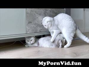 Cat In Heat Fucking - Day 2: Female Cat In heat Attempting To Mate from horny bangla couple in heat  fucking hard in missionary position mms Watch Video - MyPornVid.fun