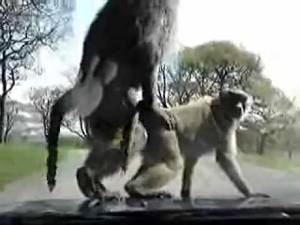 Baboon Porn - Monkey Porn.mp4