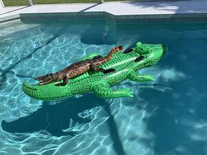 Alligator Mating Porn - Vacationers Find Alligator Lounging on Alligator Pool Float at Florida  Man's Airbnb : r/FloridaMan