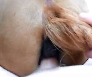 Man Fucks Mare Anal - I am a young man who loves to fuck mares - Zoo Porn