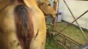 Cow Fucking Porn - XNXX Zoo - Animal porn movies and sex videos. Zoo hot porn