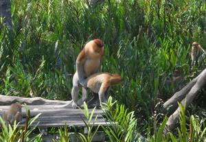 Monkey Sex Anal - See thru tits Asian restaurants denver Grandma anal orgy ...