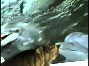 dolphin vagina cam - Dolphin Pussy cat.