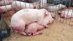 Japanese Pig Sex - Porn gallery pissing women