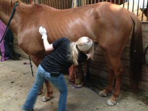 mare licking dick - Big Brother Us nude