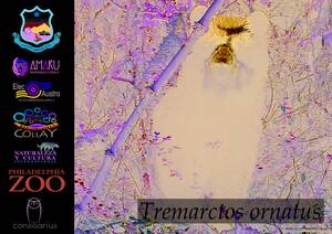 Alyson Hannigan Futanari Porn - MONITOREO DEL â€œOSO ANDINOâ€ EN LA RESERVA MUNICIPAL SAN FRANCISCO Y ÃREA DE  BOSQUE Y VEGETACIÃ“N PROTECTORA COLLAY â€“ I. Municipalidad de Gualaceo