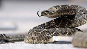 Extreme Snake Porn - Doctor to be sentenced for extreme porn stash including video of man with  snake