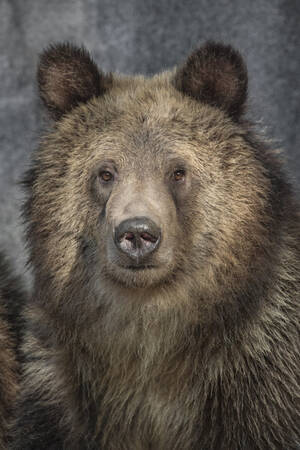 Grizzly Bear Porn - fuck-yeah-bears: Grizzly Bear by San Diego Zoo Tumblr Porn