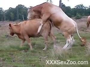 Cow Sex Porn - Cow Xxx