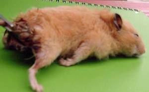 hard anal lump - Erotic prints society. Deep position sex