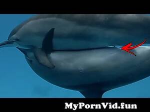 Dolphin Sex Porn - Dolphins meeting ( sex ) Videos || Animal Life from animle fishmachli ki  cudai open sex 3 Watch Video - MyPornVid.fun
