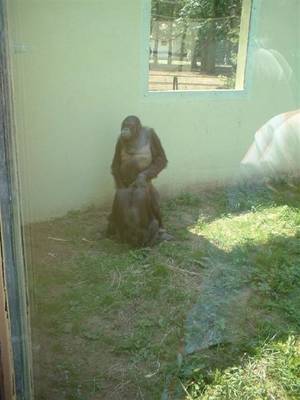 Ape Porn - 2 - ape porn
