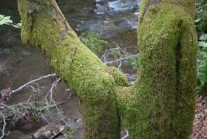 Maokai Porn - Ivern X Maokai gay porn : r/LeagueOfMemes