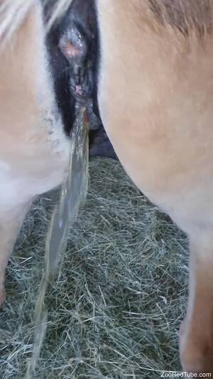 Mare Pussy Gets Fucked - Mare's pussy getting explored by a really horny guy