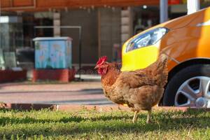 free porn fat chickens - 463 Fat Rooster Stock Photos - Free & Royalty-Free Stock Photos from  Dreamstime